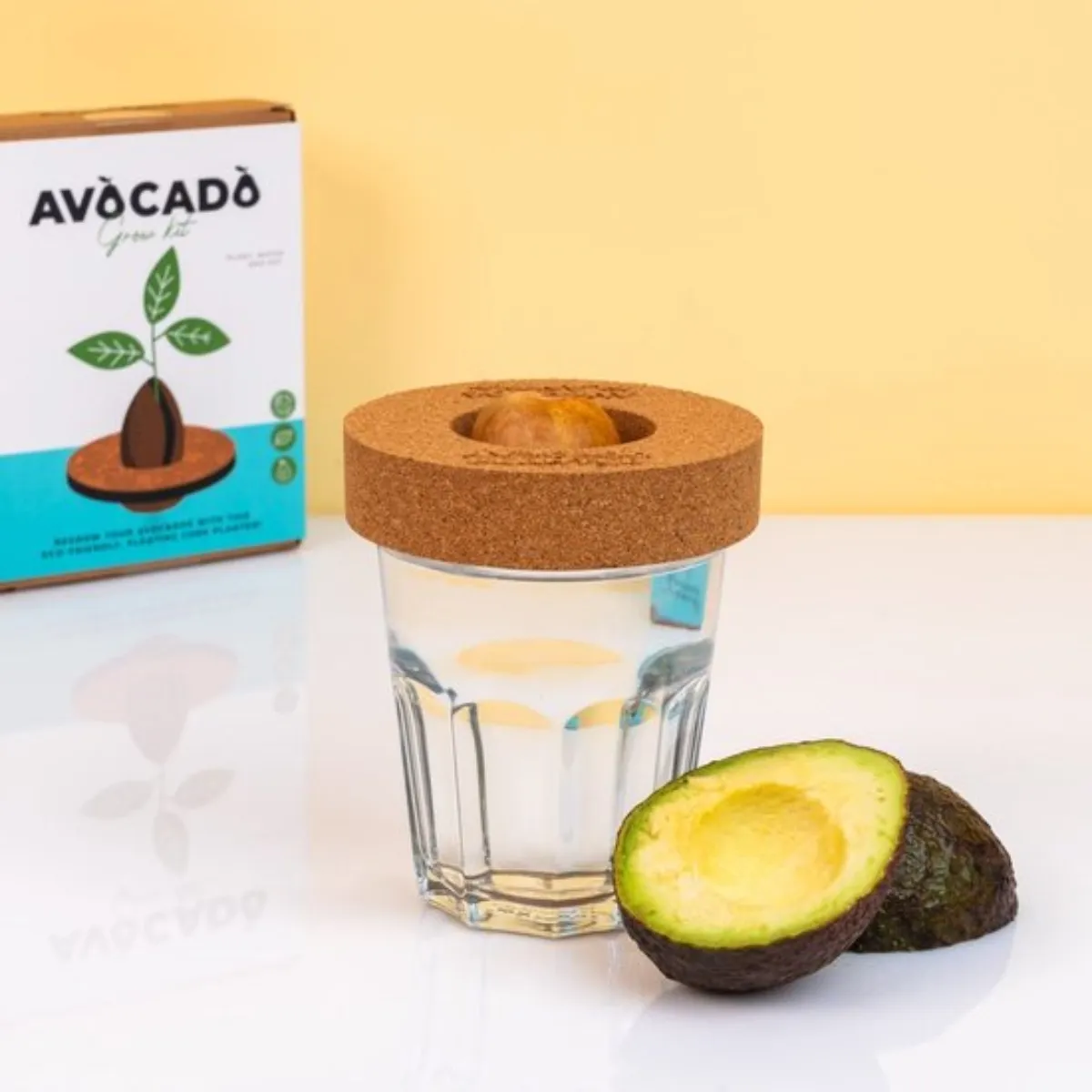 Kit : Faire pousser son avocat à la maison – Image 4